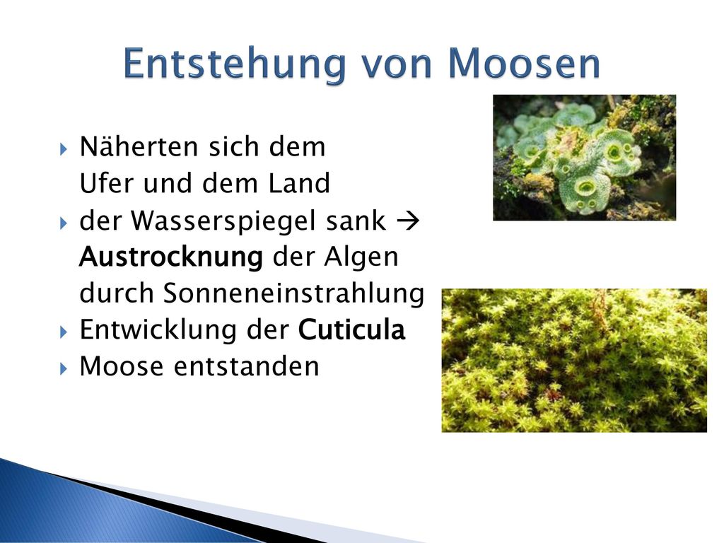 Entstehung von Moosen Näherten sich dem Ufer und dem Land
