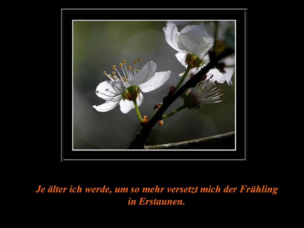 Je älter ich werde, um so mehr versetzt mich der Frühling in Erstaunen.