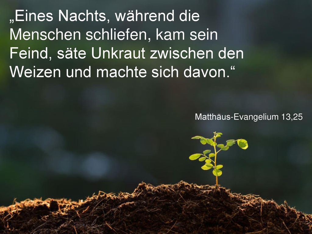 „Eines Nachts, während die Menschen schliefen, kam sein Feind, säte Unkraut zwischen den Weizen und machte sich davon.