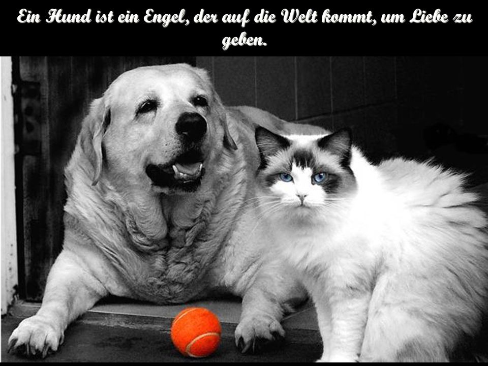 Ein Hund ist ein Engel, der auf die Welt kommt, um Liebe zu geben.