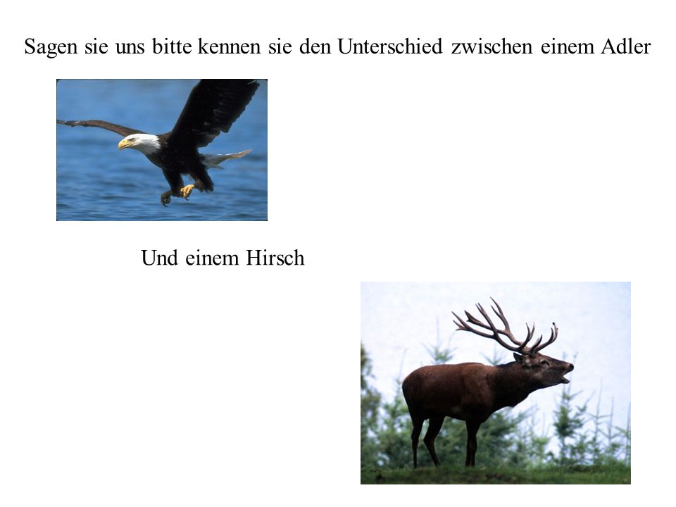 Sagen sie uns bitte kennen sie den Unterschied zwischen einem Adler