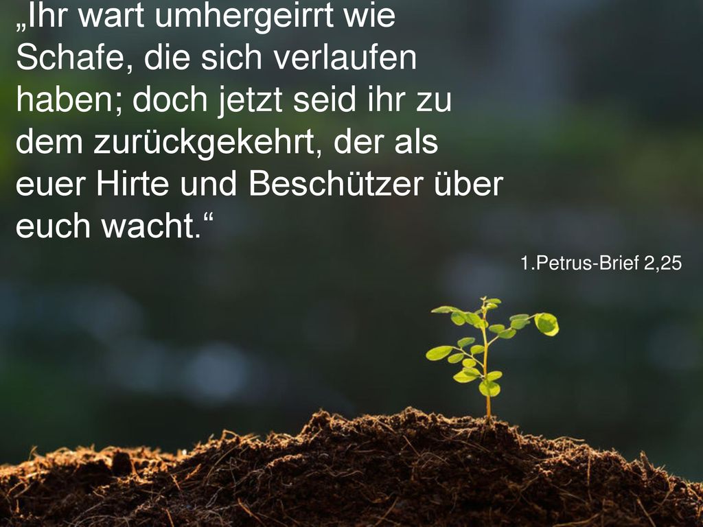 „Ihr wart umhergeirrt wie Schafe, die sich verlaufen haben; doch jetzt seid ihr zu dem zurückgekehrt, der als euer Hirte und Beschützer über euch wacht.