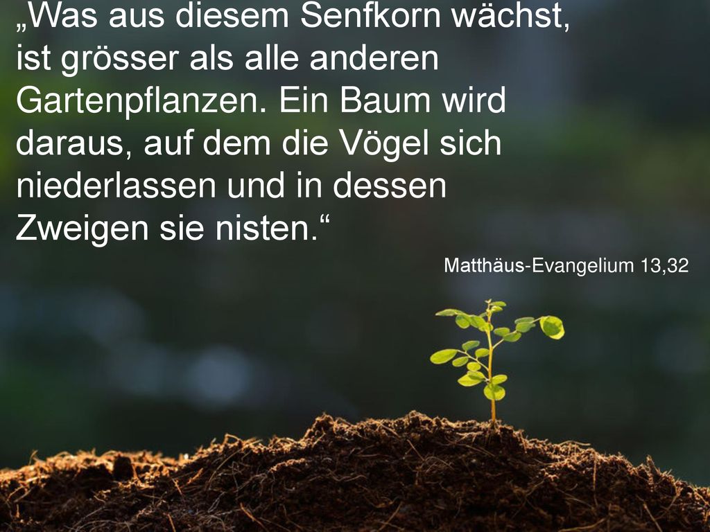 „Was aus diesem Senfkorn wächst, ist grösser als alle anderen Gartenpflanzen. Ein Baum wird daraus, auf dem die Vögel sich niederlassen und in dessen Zweigen sie nisten.