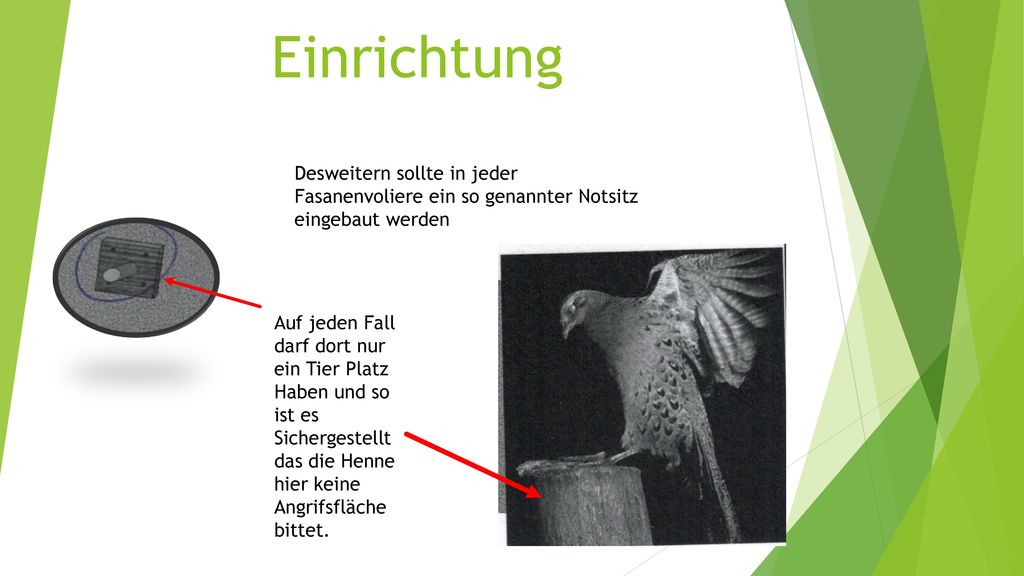 Einrichtung Desweitern sollte in jeder Fasanenvoliere ein so genannter Notsitz eingebaut werden.