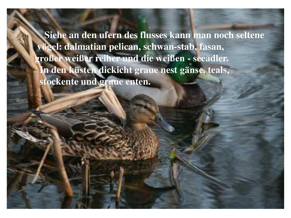 Siehe an den ufern des flusses kann man noch seltene