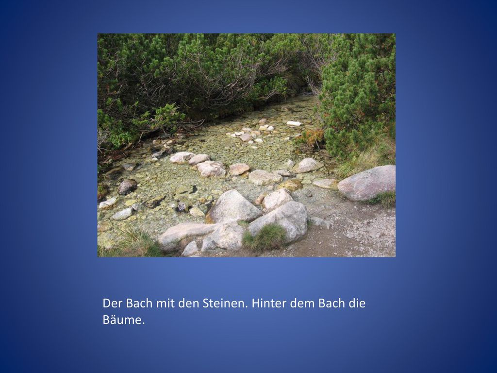 Der Bach mit den Steinen. Hinter dem Bach die Bäume.
