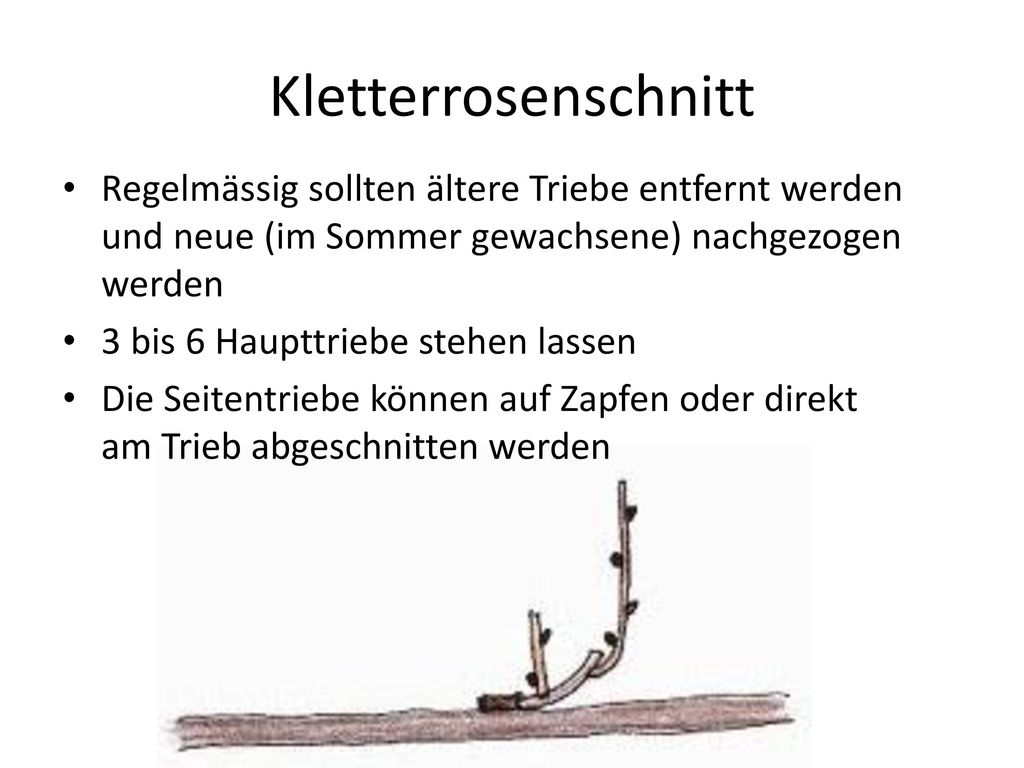 Kletterrosenschnitt Regelmässig sollten ältere Triebe entfernt werden und neue (im Sommer gewachsene) nachgezogen werden.