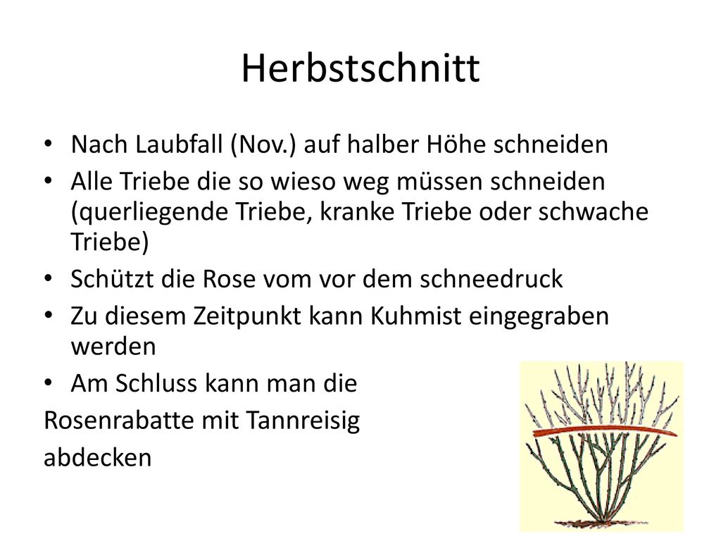 Rosenschnitt. - ppt herunterladen