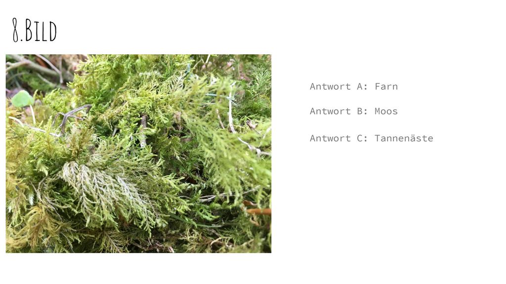 8.Bild Antwort A: Farn Antwort B: Moos Antwort C: Tannenäste