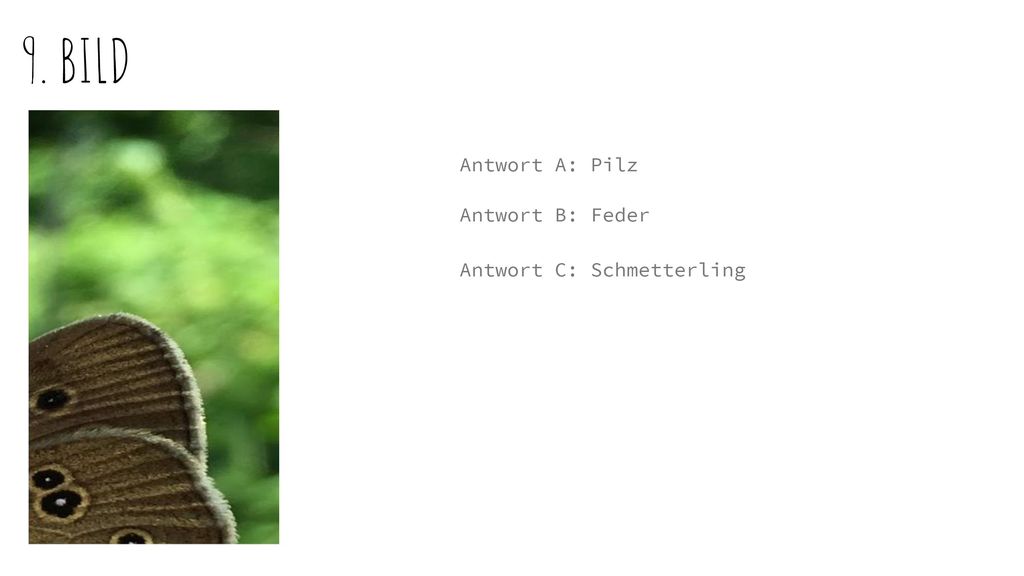 9. BILD Antwort A: Pilz Antwort B: Feder Antwort C: Schmetterling