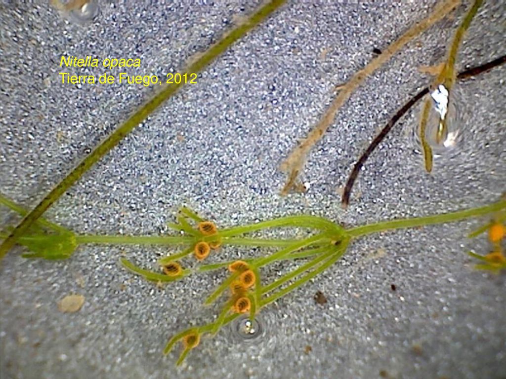 Nitella opaca Tierra de Fuego, H6, Nitella opaca, female plant