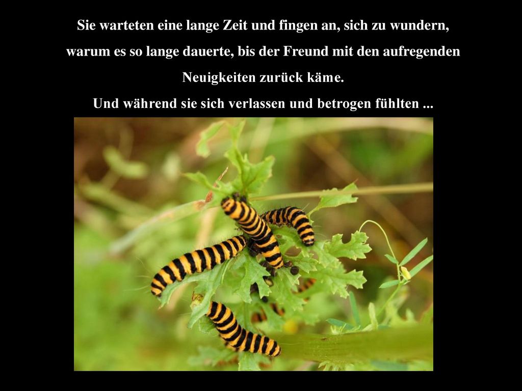 Sie warteten eine lange Zeit und fingen an, sich zu wundern,