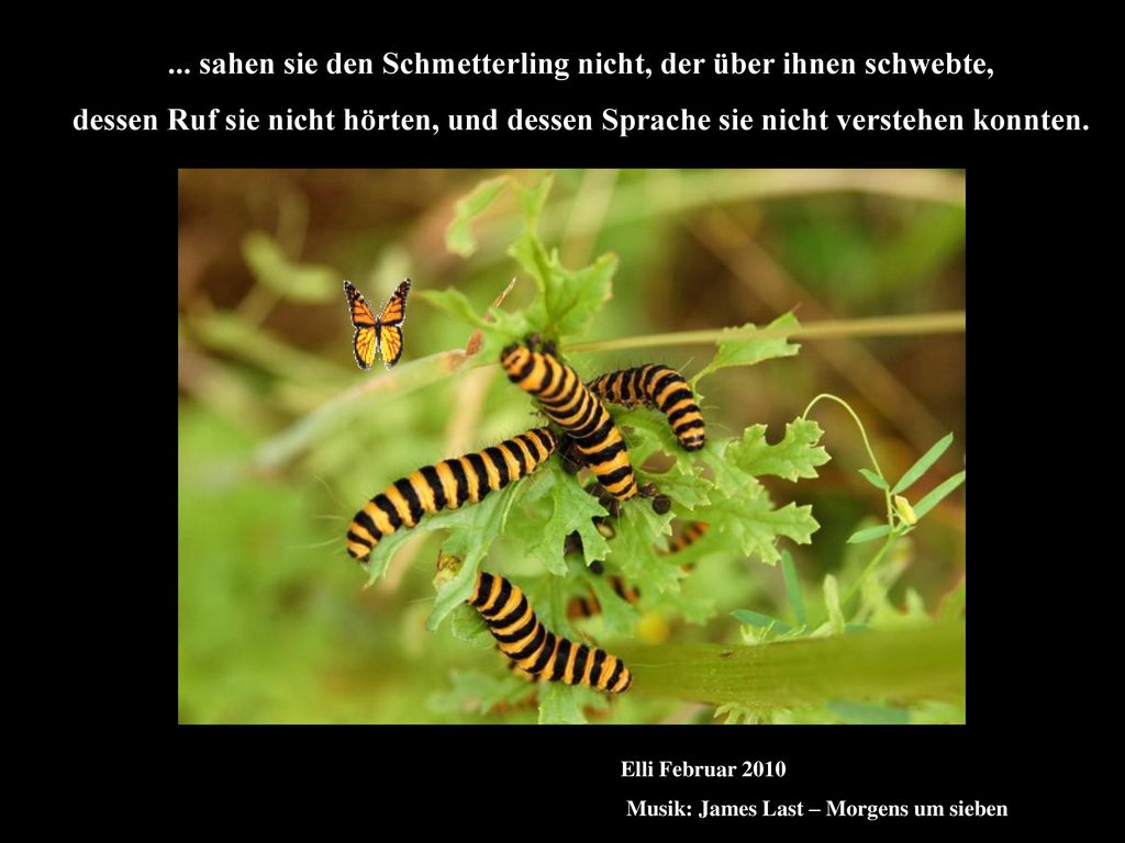 ... sahen sie den Schmetterling nicht, der über ihnen schwebte,