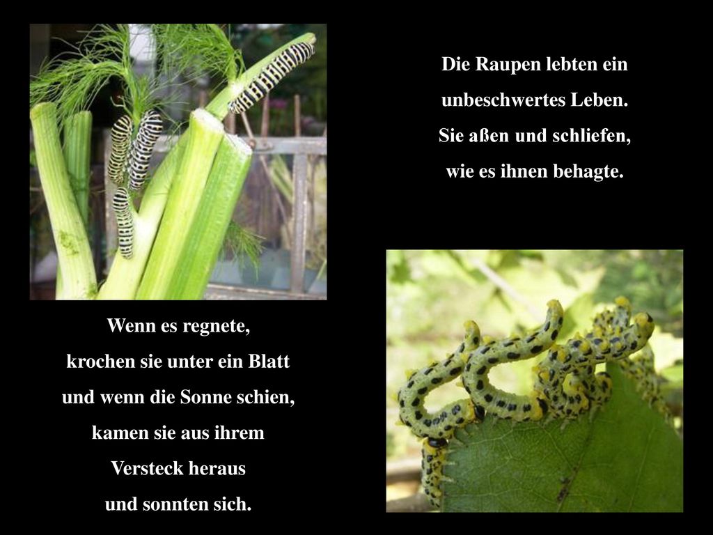 krochen sie unter ein Blatt und wenn die Sonne schien,