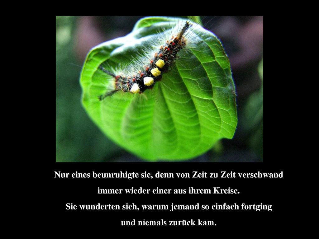Nur eines beunruhigte sie, denn von Zeit zu Zeit verschwand