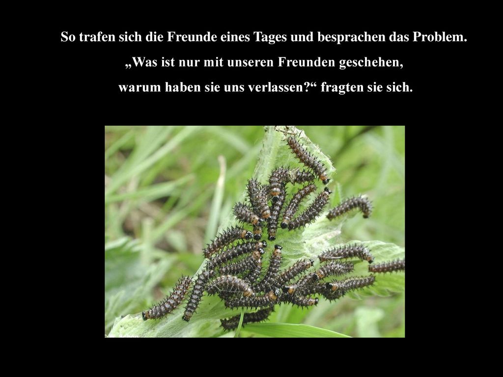 So trafen sich die Freunde eines Tages und besprachen das Problem.