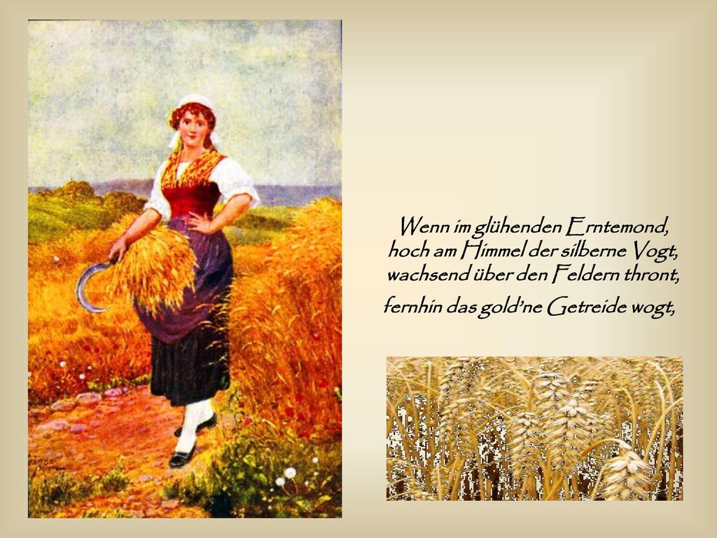 Wenn im glühenden Erntemond, hoch am Himmel der silberne Vogt, wachsend über den Feldern thront, fernhin das gold’ne Getreide wogt,