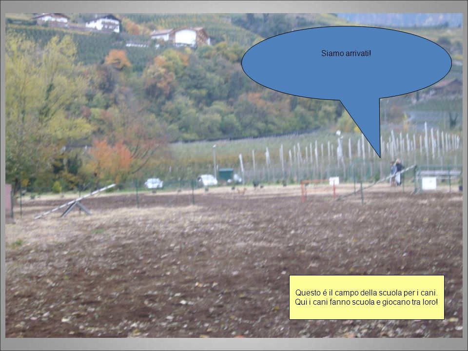Questo é il campo della scuola per i cani.
