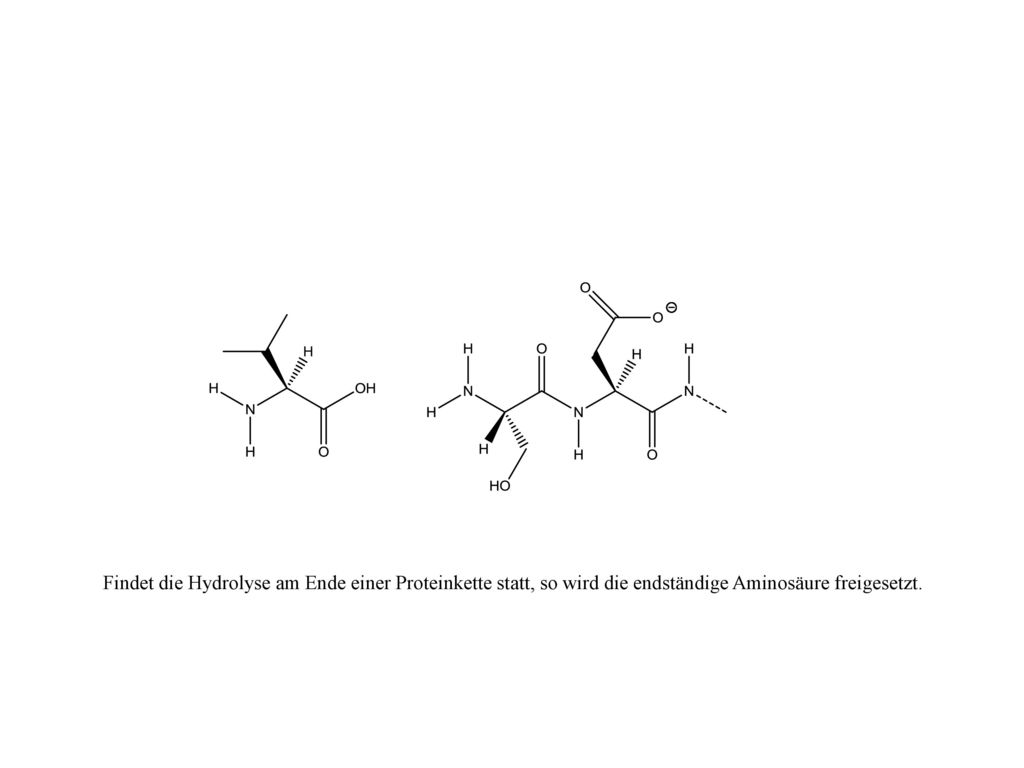 Findet die Hydrolyse am Ende einer Proteinkette statt, so wird die endständige Aminosäure freigesetzt.