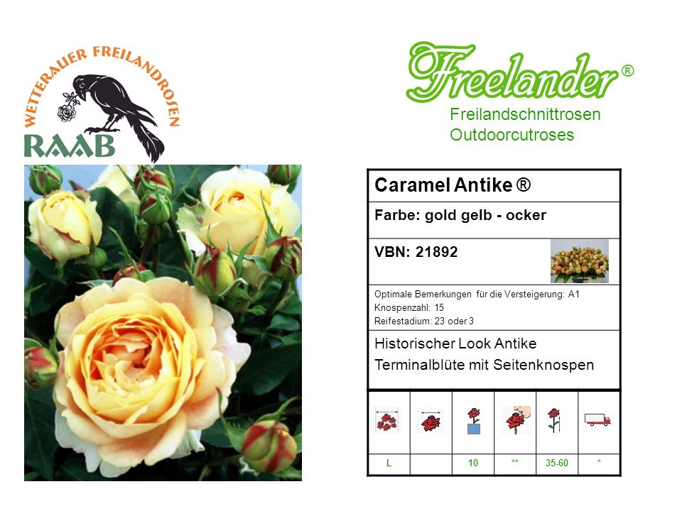Caramel Antike ® ® Freilandschnittrosen Outdoorcutroses