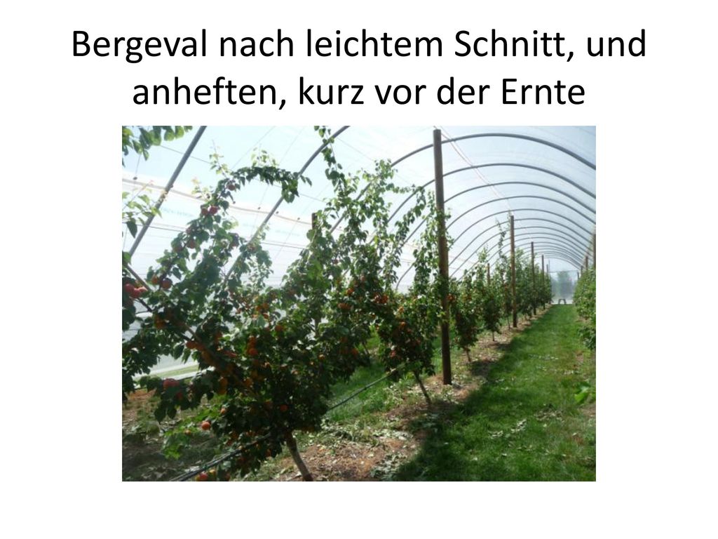 Bergeval nach leichtem Schnitt, und anheften, kurz vor der Ernte