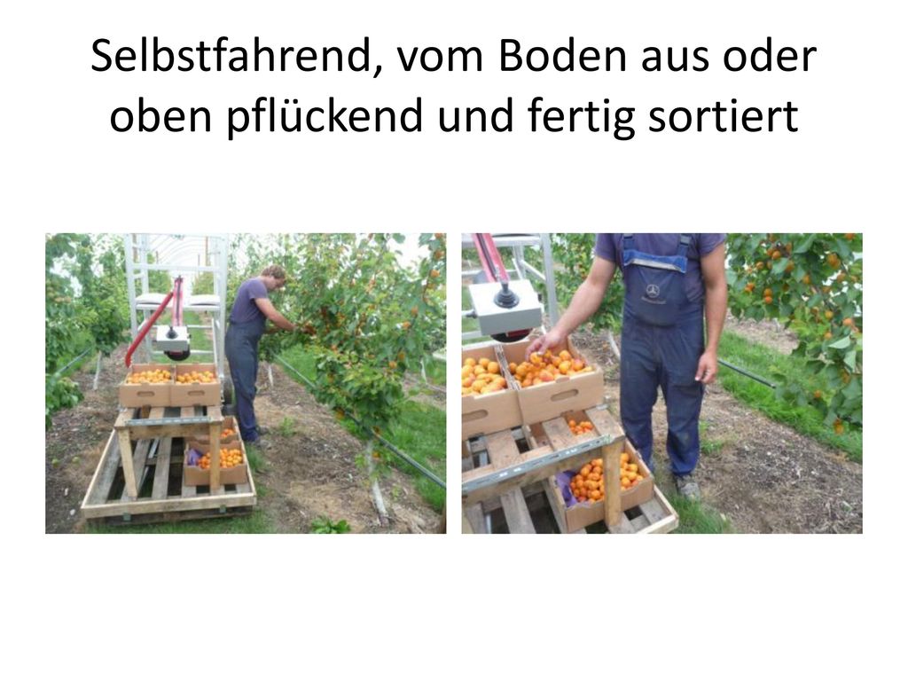 Selbstfahrend, vom Boden aus oder oben pflückend und fertig sortiert