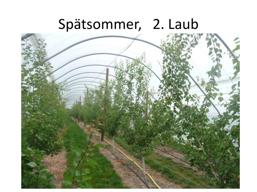 Spätsommer, 2. Laub Schwächer wachsende Sorten wie „Kioto können dichter gepflanzt werden