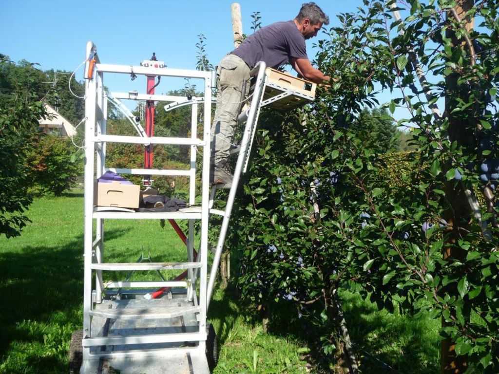 Direkte Ernte in das Verkaufsgebinde gut möglich auch mit Sortieren.