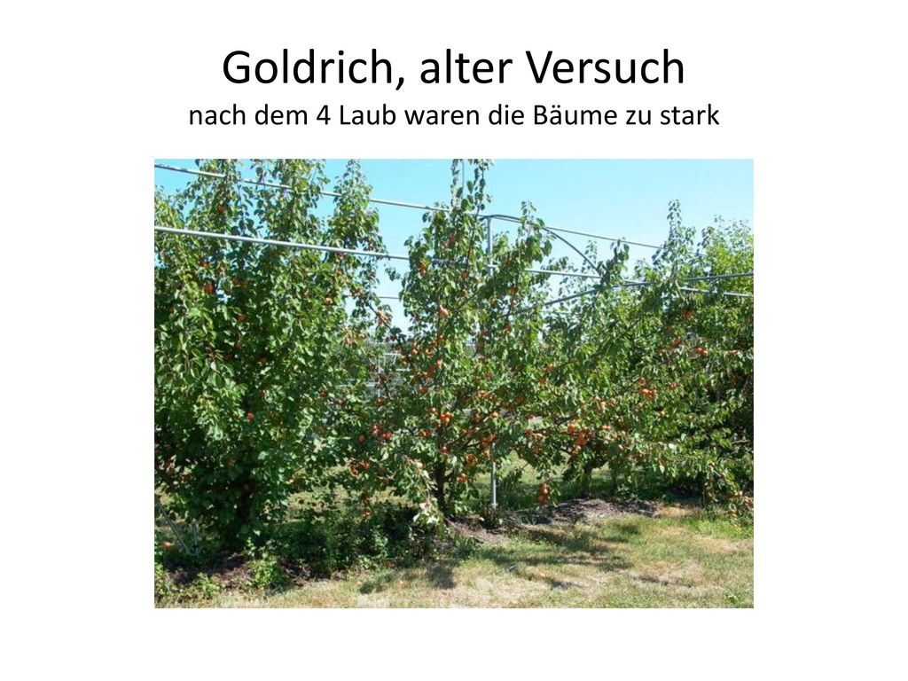 Goldrich, alter Versuch nach dem 4 Laub waren die Bäume zu stark