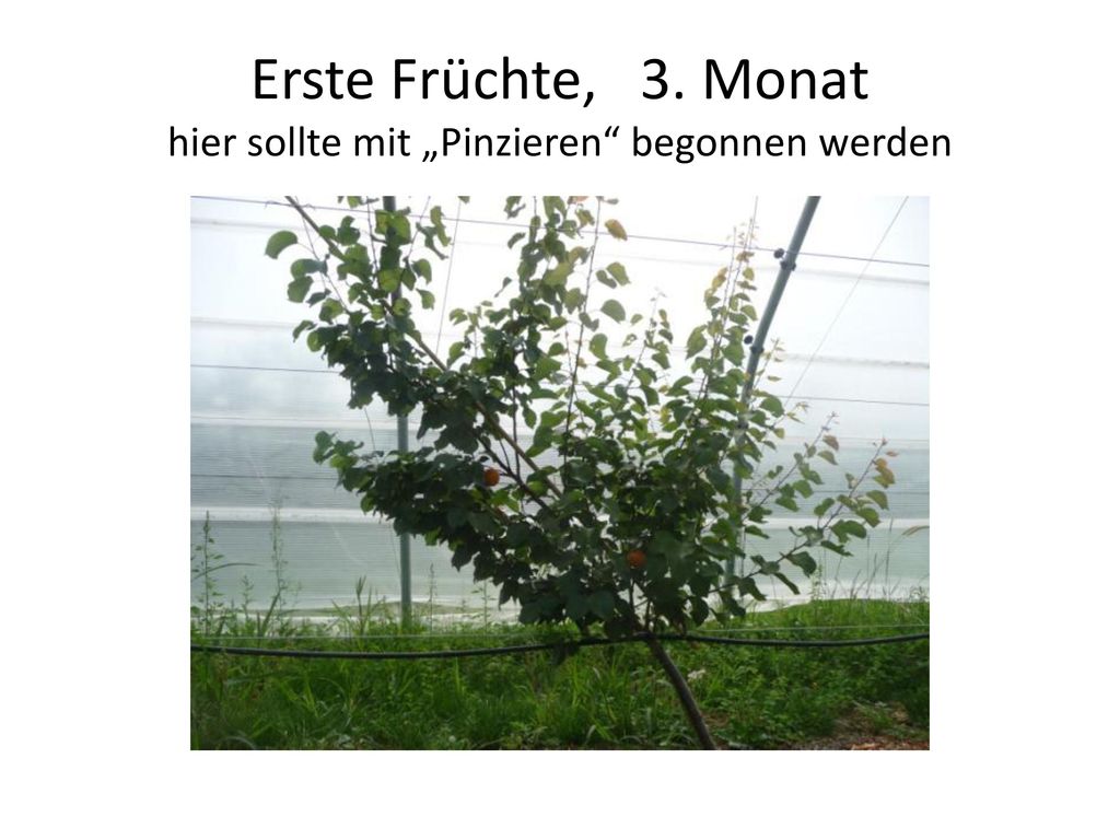 Erste Früchte, 3. Monat hier sollte mit „Pinzieren begonnen werden