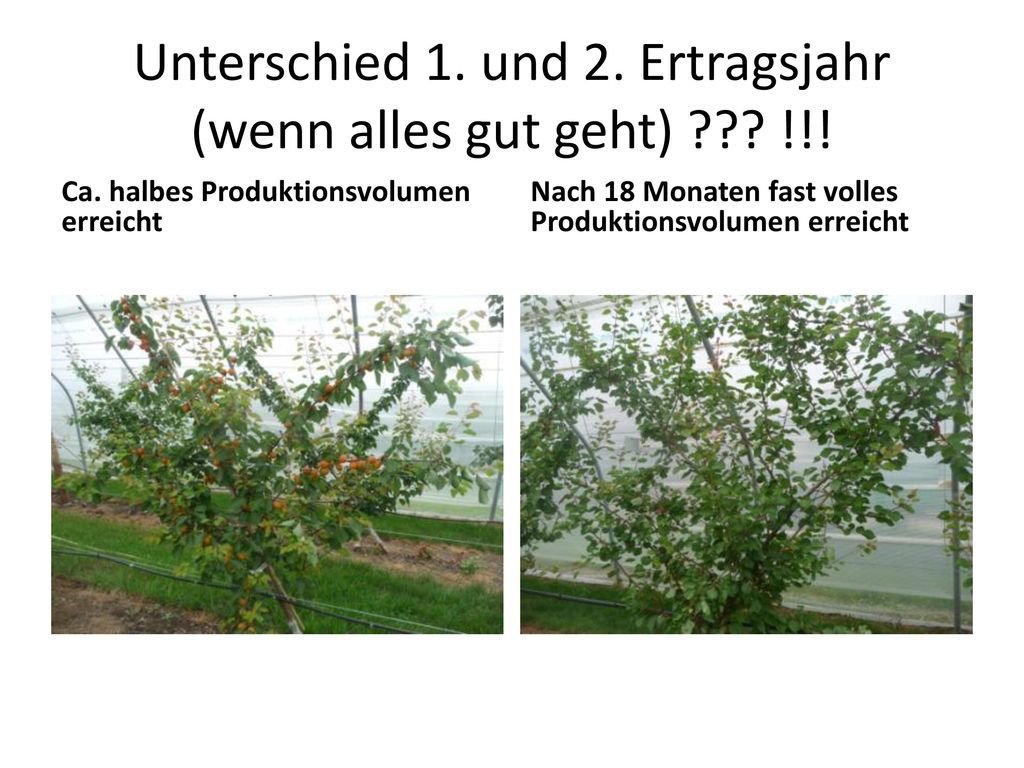 Unterschied 1. und 2. Ertragsjahr (wenn alles gut geht) !!!