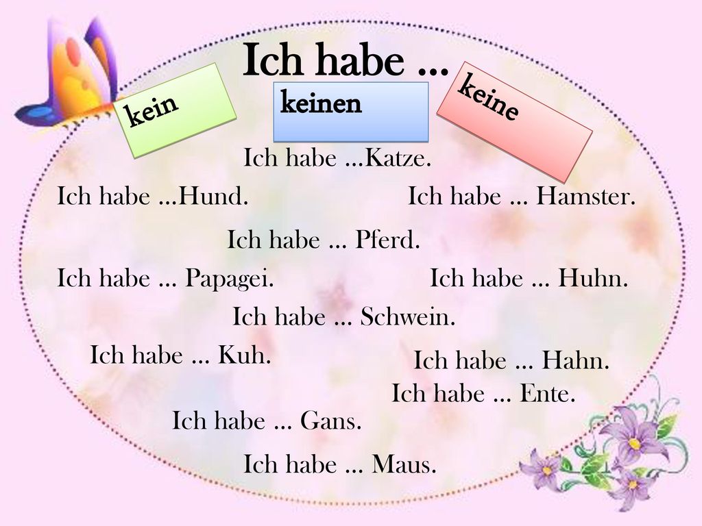 Ich habe … kein keine keinen Ich habe …Katze. Ich habe …Hund.