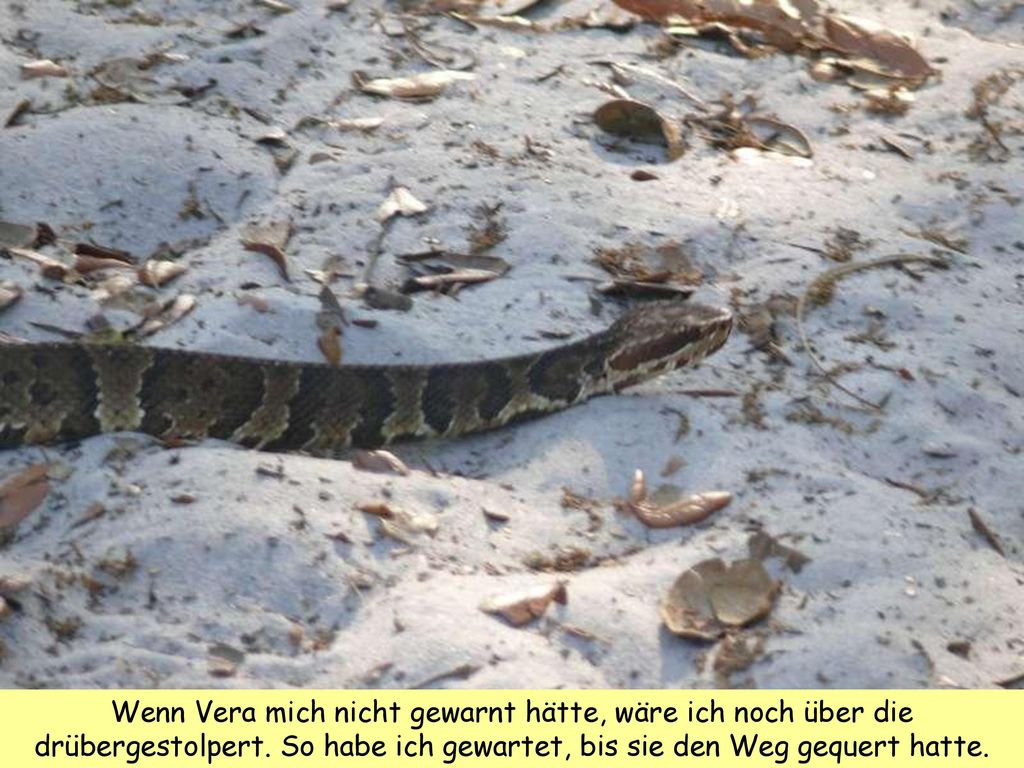 Wenn Vera mich nicht gewarnt hätte, wäre ich noch über die drübergestolpert.