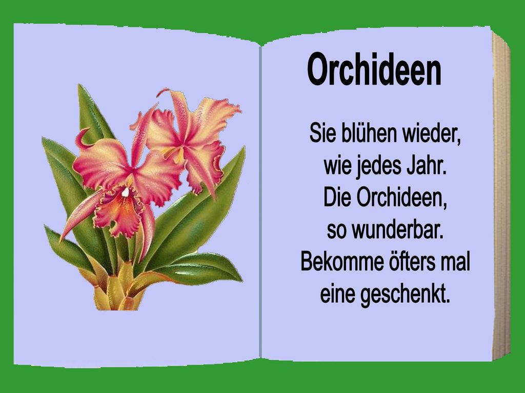 Orchideen Sie blühen wieder, wie jedes Jahr. Die Orchideen, so wunderbar.