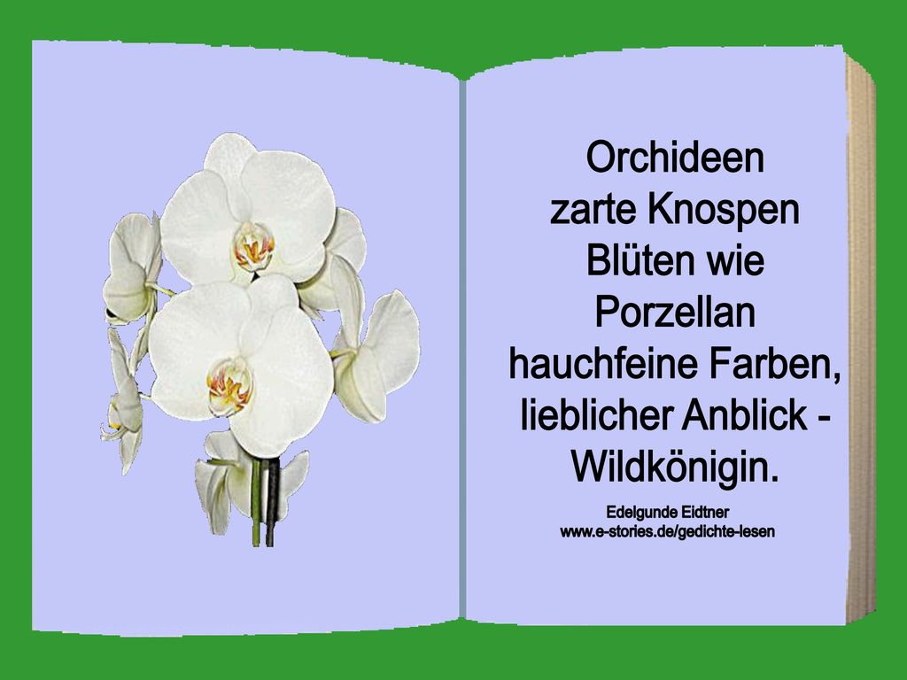 Orchideen zarte Knospen Blüten wie Porzellan hauchfeine Farben,