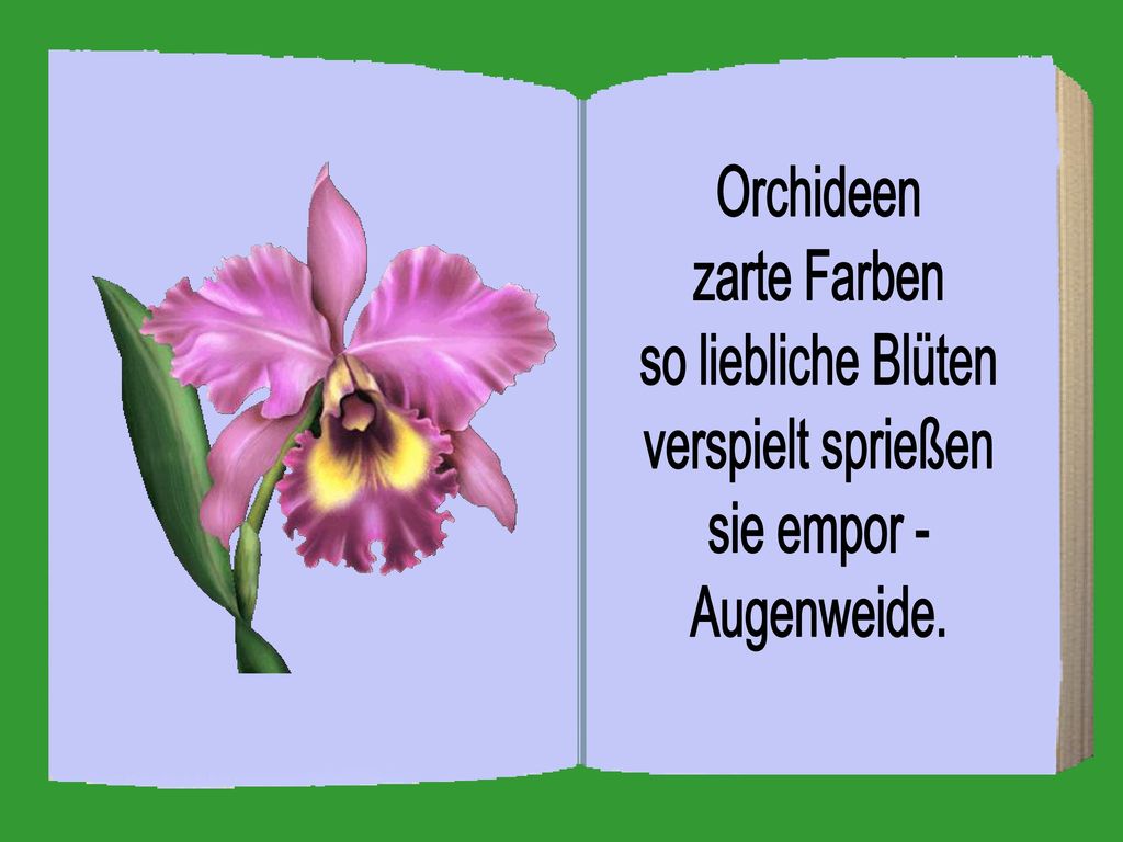 Orchideen zarte Farben so liebliche Blüten verspielt sprießen sie empor - Augenweide.