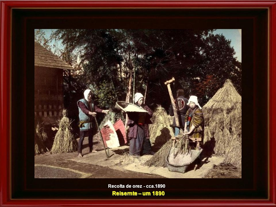 Recolta de orez - cca.1890 Reisernte – um 1890