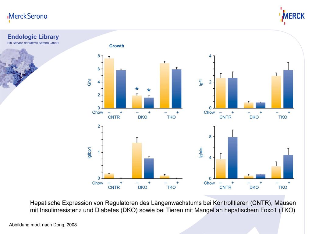 Hepatische Expression von Regulatoren des Längenwachstums bei Kontrolltieren (CNTR), Mäusen mit Insulinresistenz und Diabetes (DKO) sowie bei Tieren mit Mangel an hepatischem Foxo1 (TKO)