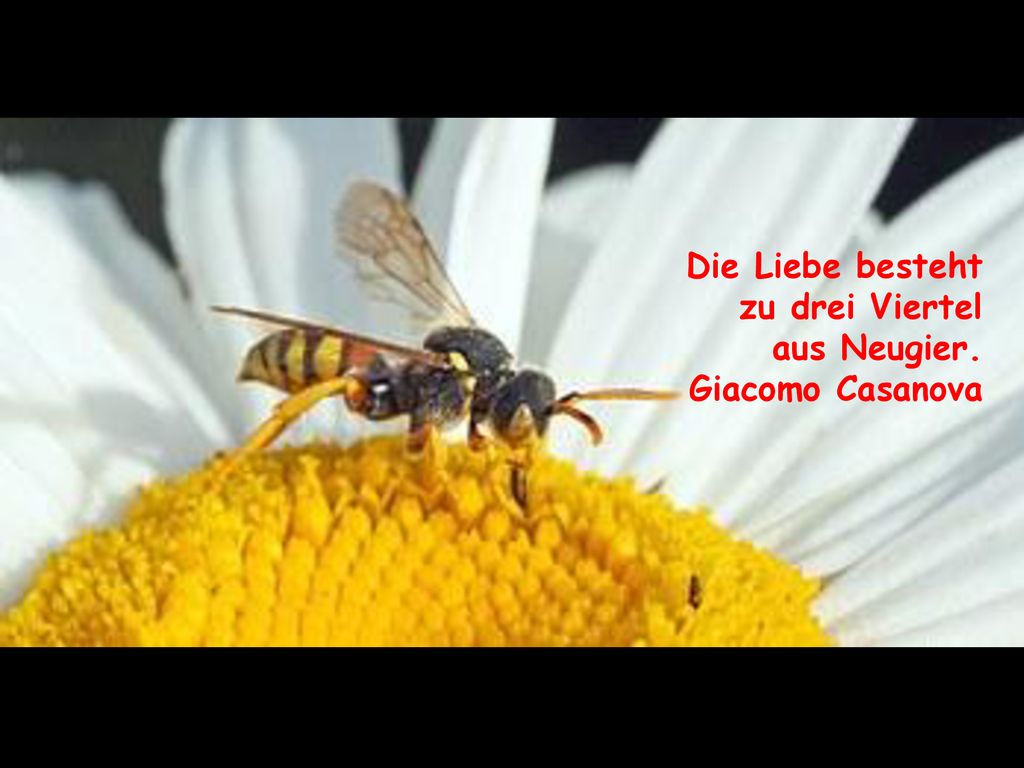 Die Liebe besteht zu drei Viertel aus Neugier. Giacomo Casanova