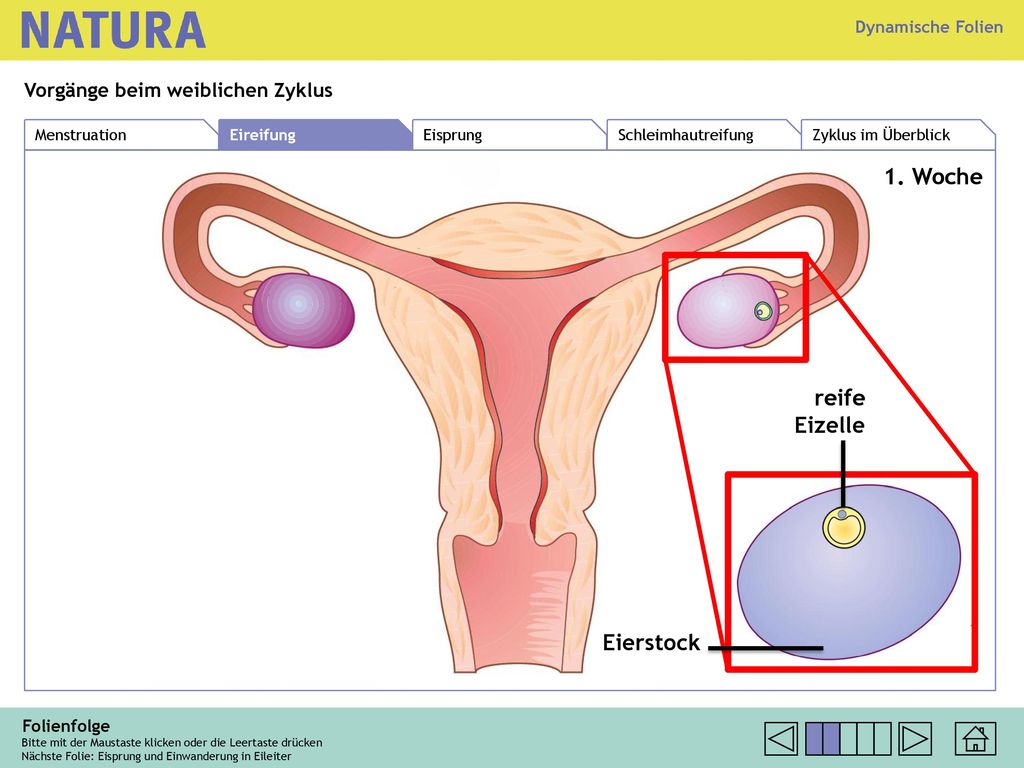 1. Woche reife Eizelle Eierstock Vorgänge beim weiblichen Zyklus