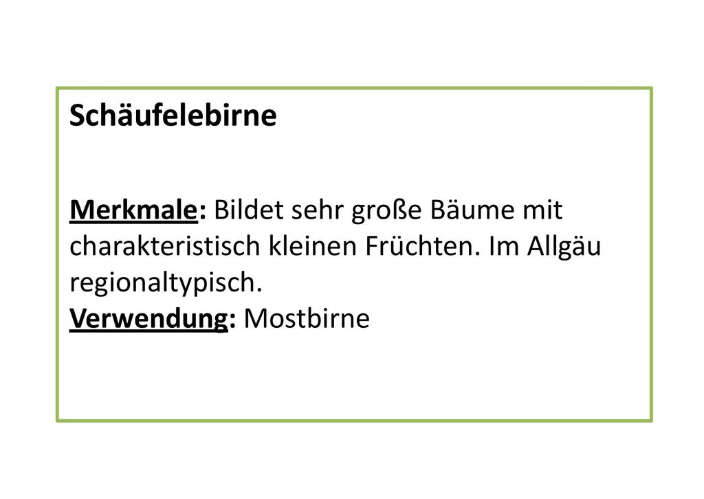 Schäufelebirne Merkmale: Bildet sehr große Bäume mit charakteristisch kleinen Früchten. Im Allgäu regionaltypisch.
