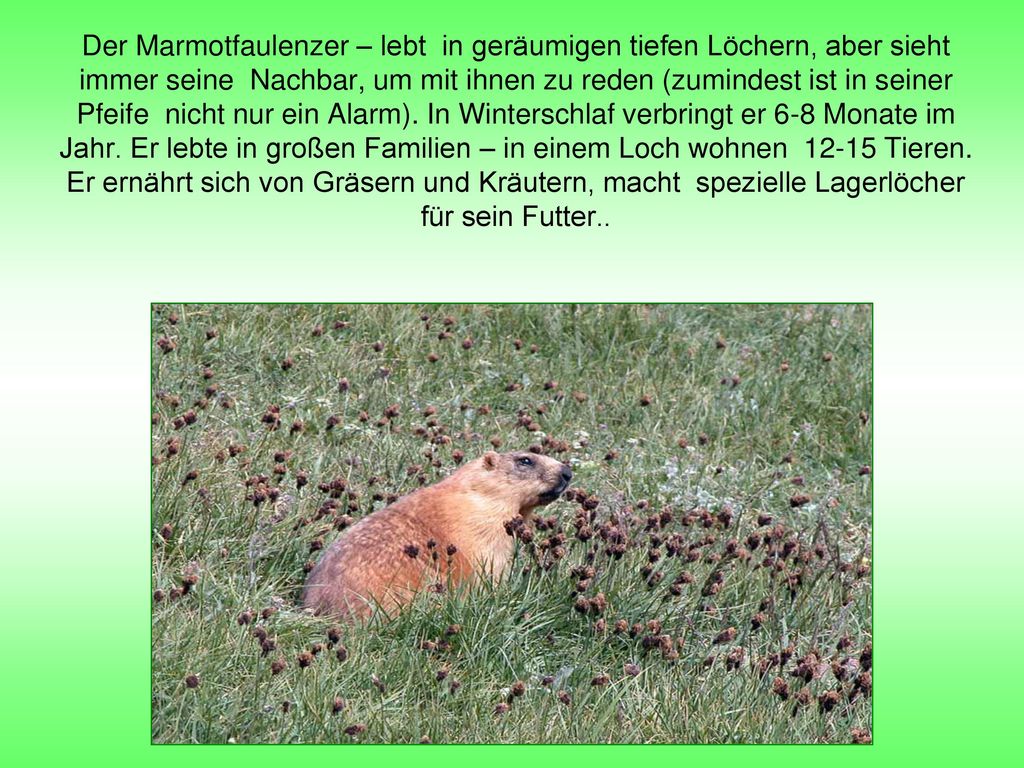 Der Marmotfaulenzer – lebt in geräumigen tiefen Löchern, aber sieht immer seine Nachbar, um mit ihnen zu reden (zumindest ist in seiner Pfeife nicht nur ein Alarm).