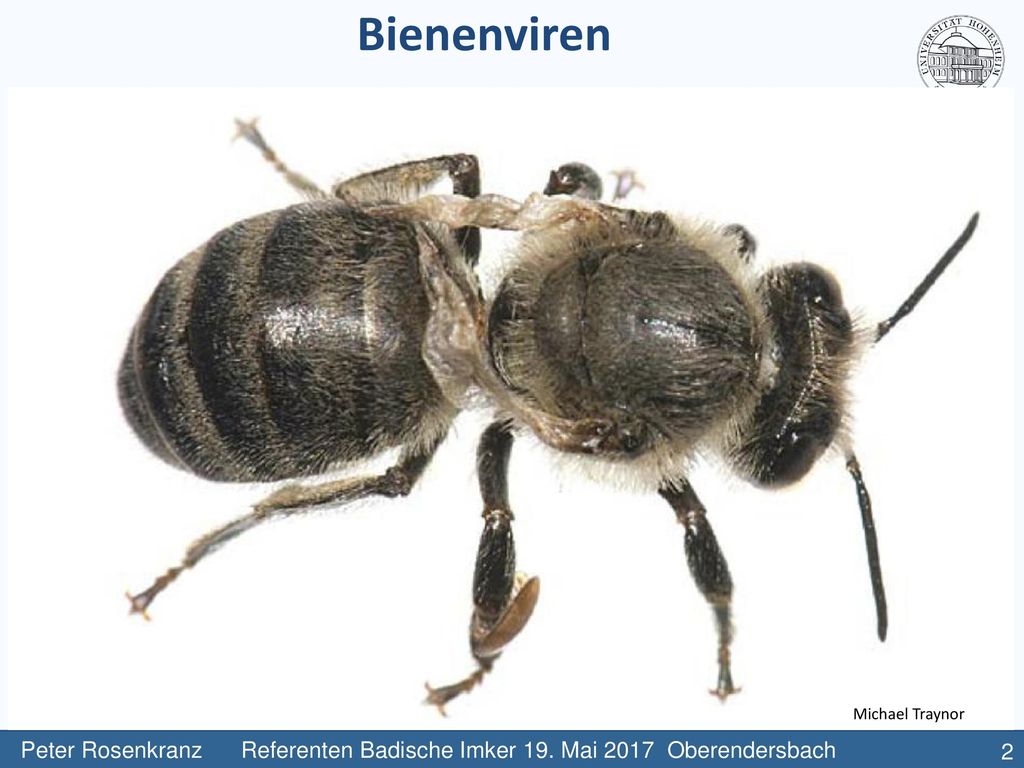Bienenviren Michael Traynor. Peter Rosenkranz Referenten Badische Imker 19. Mai 2017 Oberendersbach.