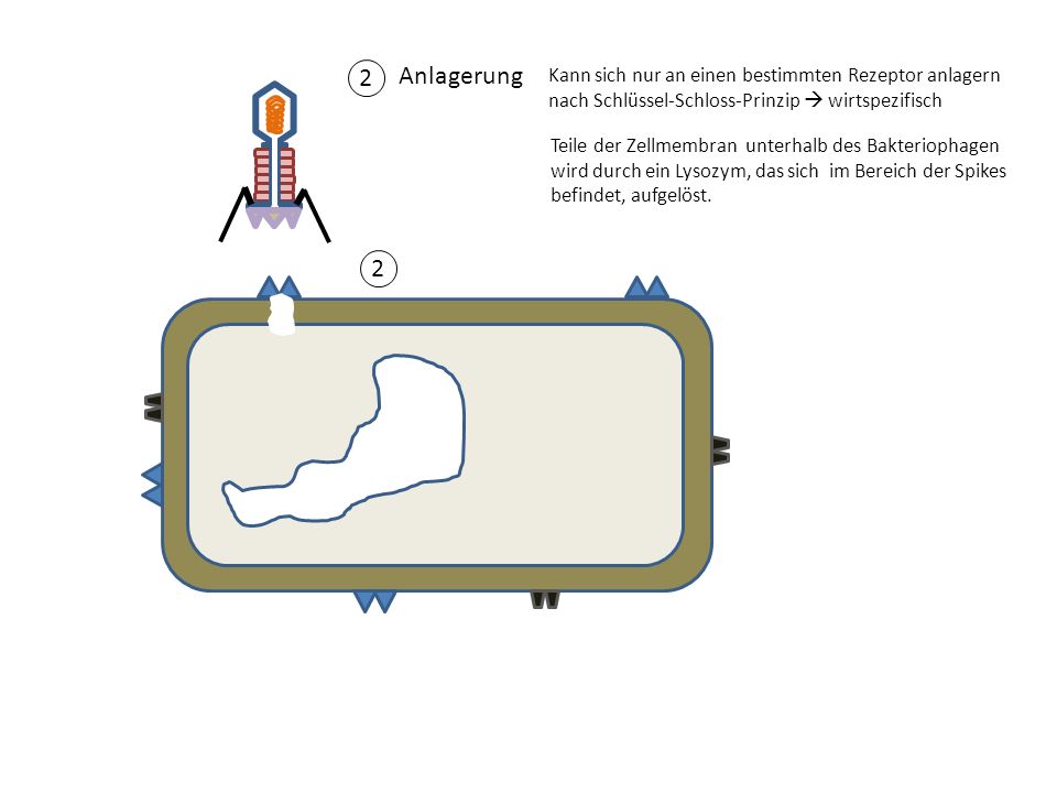 Anlagerung 2 2 Kann sich nur an einen bestimmten Rezeptor anlagern