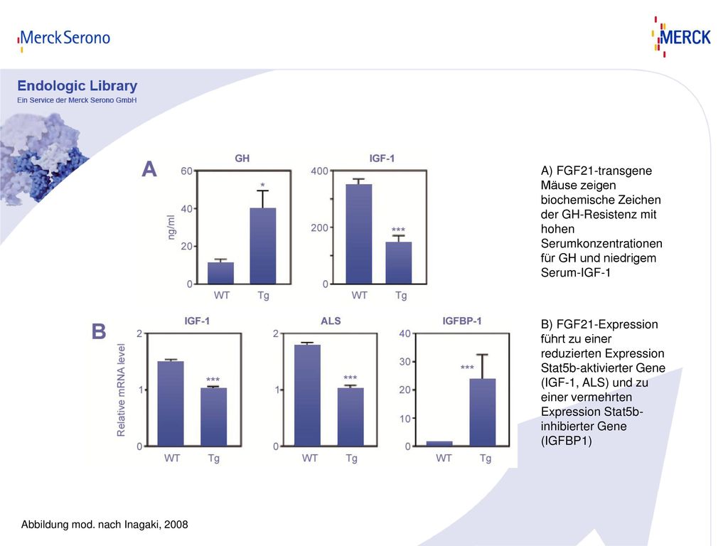 A) FGF21-transgene Mäuse zeigen biochemische Zeichen der GH-Resistenz mit hohen Serumkonzentrationen für GH und niedrigem Serum-IGF-1