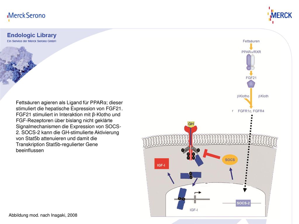 Fettsäuren agieren als Ligand für PPARα; dieser stimuliert die hepatische Expression von FGF21. FGF21 stimuliert in Interaktion mit β-Klotho und FGF-Rezeptoren über bislang nicht geklärte Signalmechanismen die Expression von SOCS-2. SOCS-2 kann die GH-stimulierte Aktivierung von Stat5b attenuieren und damit die Transkription Stat5b-regulierter Gene beeinflussen