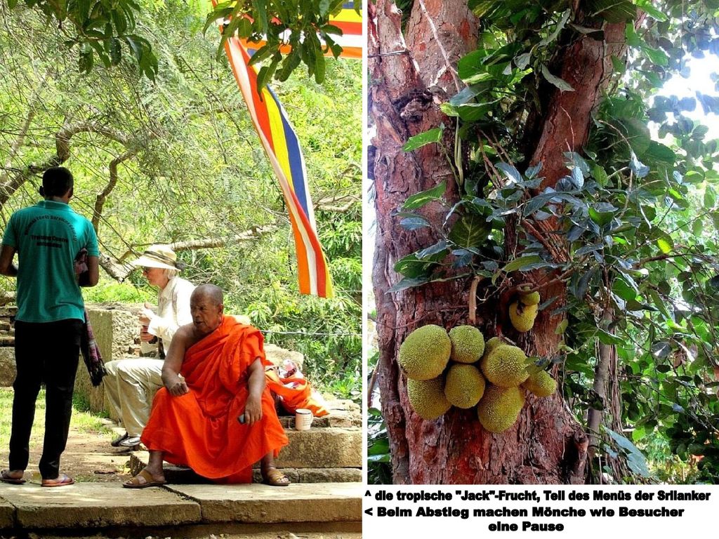 ^ die tropische Jack -Frucht, Teil des Menüs der Srilanker