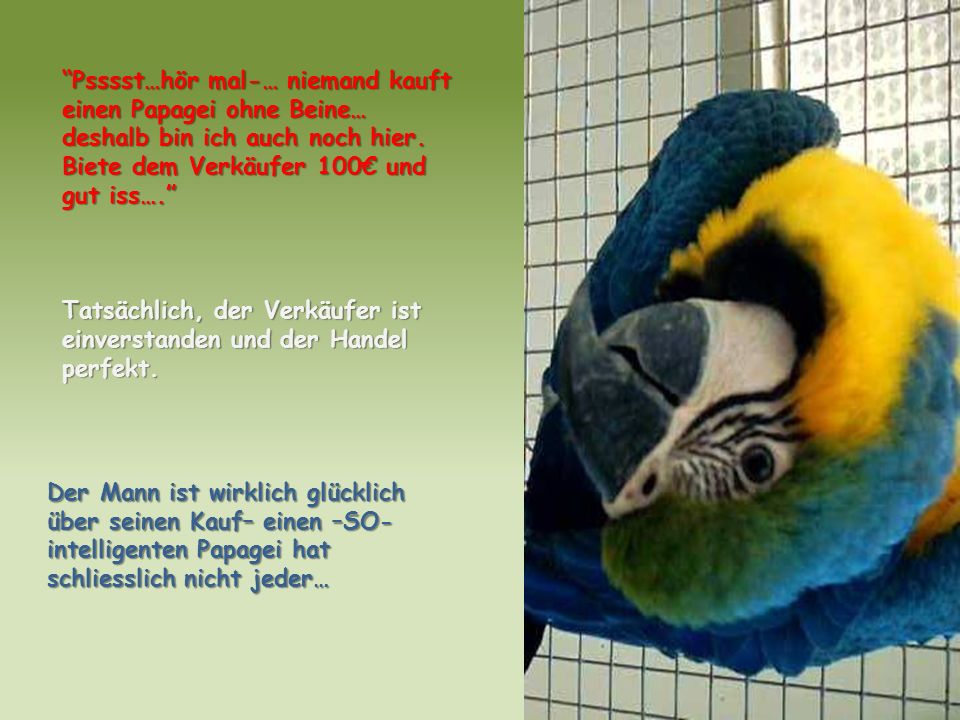 Psssst…hör mal-… niemand kauft einen Papagei ohne Beine… deshalb bin ich auch noch hier.