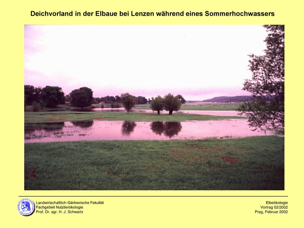 Deichvorland in der Elbaue bei Lenzen während eines Sommerhochwassers