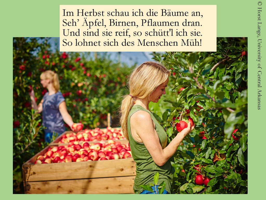 Im Herbst schau ich die Bäume an, Seh’ Äpfel, Birnen, Pflaumen dran